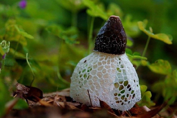 Top Most Rare Mushrooms In Vietnam