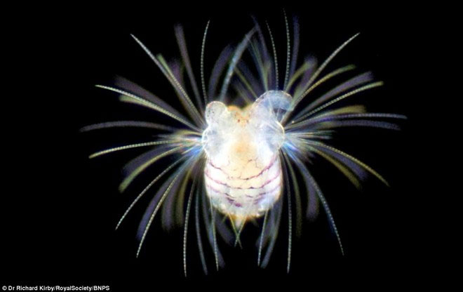 Unexpected Beauty Of Plankton Under A Microscope