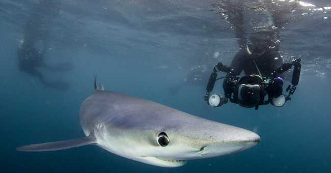 Capture Extremely Rare Blue Sharks Off The Uk