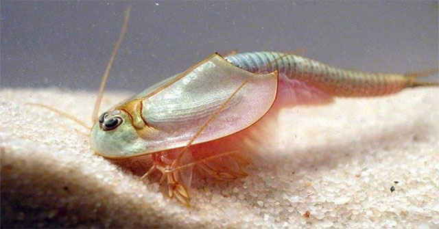 The Strange Shrimp Live In The Desert The Oldest In The Planet