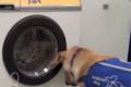 The washing machine starts with the dog barking