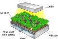 Growing vegetables without soil