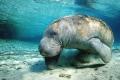 Google will save the sea pigs in danger of extinction