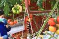 The world's first seawater tomato greenhouse