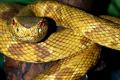 There is going to be an antidote for all types of snakes