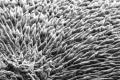 Scientists develop materials that can regenerate tooth enamel