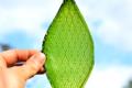 There are artificial leaves that can be photosynthesized like true leaves