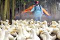 Symptoms and ways to prevent influenza A / H7N9