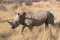 High technology reduces illegal rhinoceros hunting