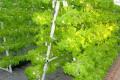 Vegetable-free vegetable plant in China