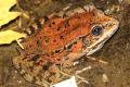 Use algorithms to detect extinct frogs