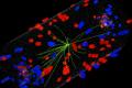 Atom smasher creates new material