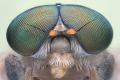 Unmanned aircraft inspired by insect compound eyes