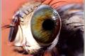 Miniature camera thanks to insect eyes