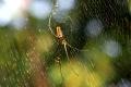 Japanese violin string from spider silk