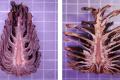 In the future, modern buildings can save electricity thanks to ... pine cones