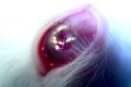 Contact lenses integrated virtual graphics