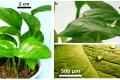 Sensors monitor temperature and humidity around plants