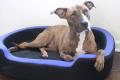 Smart devices serve pets 'crowned' at CES 2018