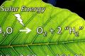 Create new electricity from the leaves