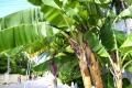 Bananas are used in plastics
