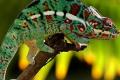 Successfully studied electronic skin to help disguise as gecko