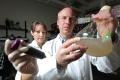 Use biofilm to clean toxins during oil sludge recycling