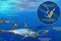 Intelligent hooks help shark sharks