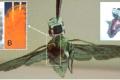 The Pentagon turns insects into machines