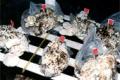 Technology for growing mushrooms from dirty soil