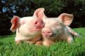 Close relatives of humans survived after ... pig heart transplant