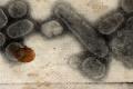 A bird perched at the mouth of the opening of the pandemic killed 50 million people