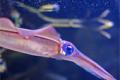 Prevent the impact of chemical weapons by squid