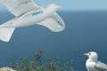 Robot simulates the seagull