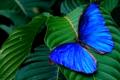 Breakthrough technology 'filter the light' inspired by the butterfly wings