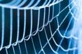 Identify spiders through software