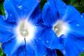 First use genetic modification technology to change the color of flowers