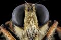 Develop UAV from the positioning of the bumblebees