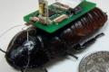 Biological robots will be used to find people after a disaster