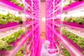 Indoor farms provide high productivity