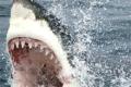 Electric saw made from shark teeth: 'Super sharp' machine