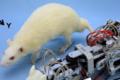 Robotic mouse specialized in depression for real mice