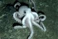 China built an octopus-like supercomputer