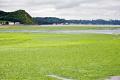 'Racing' turns algae into automobile fuels