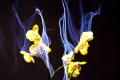 Turn TV channels into ornamental plants