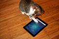 Ipad for cats