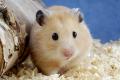 Plant your teeth for ... mice