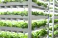 Japan: The indoor farm is 100 times more productive than the field