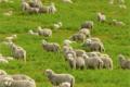 Improved wi-fi wave with sheep