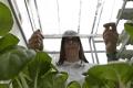 Using nano coated glass stimulates growth of green vegetables